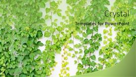  Presentation with ivy - Theme consisting of ivy-leaves-isolated-on-white background and a yellow colored foreground