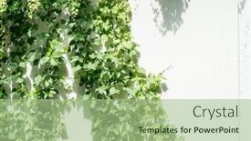  Presentation with ivy - Cool new theme with ivy leaves isolated on white backdrop and a mint green colored foreground