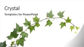  Presentation with ivy - Cool new PPT theme with ivy leaves isolated on white backdrop and a white colored foreground