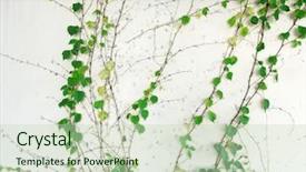  Presentation with ivy - Audience pleasing PPT theme consisting of ivy leaves isolated backdrop and a soft green colored foreground