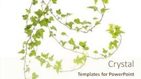  Presentation with ivy - PPT theme with ivy-leaves-isolated background and a cream colored foreground