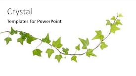  Presentation with ivy - Presentation theme having ivy-leaves-isolated background and a white colored foreground