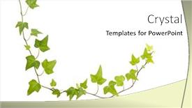  Presentation with ivy - Theme consisting of ivy-leaves-isolated background and a white colored foreground