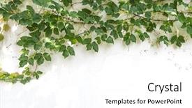  Presentation with vine - PPT theme consisting of ivy leaves isolated background and a white colored foreground