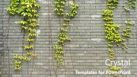  Presentation with ivy - Presentation enhanced with ivy-leaves-on-gray-brick background and a gray colored foreground