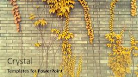  Presentation with ivy - Presentation featuring ivy-leaves-on-gray-brick background and a yellow colored foreground