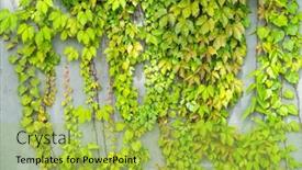  Presentation with ivy - Slide deck having ivy-leaves-on-gray-brick background and a  colored foreground