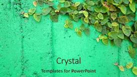  Presentation with ivy - Presentation theme with ivy leaves on green cement background and a seafoam green colored foreground