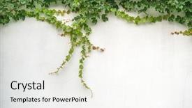  Presentation with ivy - Presentation theme featuring ivy leaves on wall background background and a sky blue colored foreground