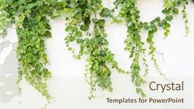 Presentation with ivy - Slide set with ivy leaves on wall background and a soft green colored foreground