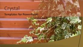  Presentation with ivy - Slide set consisting of ivy-leaves-on-wooden-background background and a red colored foreground