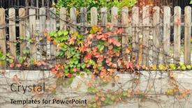  Presentation with ivy - PPT layouts featuring ivy-leaves-on-wooden-background background and a coral colored foreground