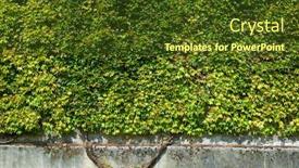  Presentation with brick wall - Audience pleasing PPT layouts consisting of ivy-on-a-brick-wall backdrop and a tawny brown colored foreground