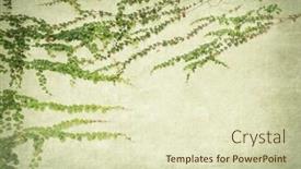  Presentation with antique paper texture - Beautiful presentation featuring ivy on old grunge antique paper texture backdrop and a soft green colored foreground