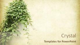  Presentation with antique paper texture - Colorful PPT theme enhanced with ivy on old grunge antique paper texture backdrop and a cream colored foreground
