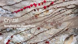  Presentation with ivy - Presentation design enhanced with ivy on stone wall abstract background and a gray colored foreground