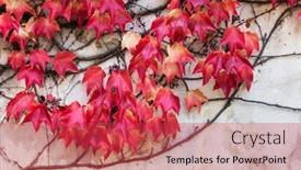  Presentation with ivy - Presentation design having ivy-on-stone-wall-abstract background and a red colored foreground