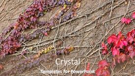  Presentation with ivy - Cool new presentation design with ivy-on-stone-wall-abstract backdrop and a coral colored foreground