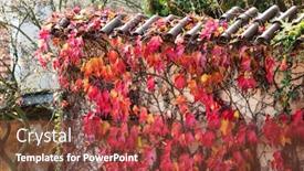  Presentation with ivy - Presentation featuring ivy-on-the-wall background and a tawny brown colored foreground