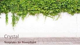  Presentation with ivy - PPT theme enhanced with ivy-on-the-white-wall background and a lemonade colored foreground