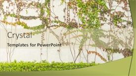  Presentation with ivy - Theme featuring ivy-on-the-white-wall background and a lemonade colored foreground