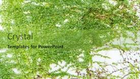  Presentation with ivy - Slide set having ivy-on-the-white-wall background and a seafoam green colored foreground