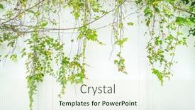  Presentation with ivy - Slide set with ivy-twig-with-small-green background and a soft green colored foreground