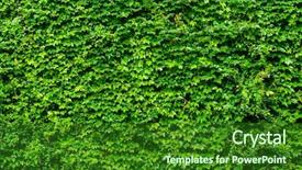  Presentation with ivy - Slide deck with ivy wall background and a  colored foreground
