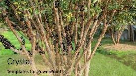  Presentation with tree farm - Presentation featuring jaboticaba tree with fruits background and a yellow colored foreground