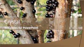  Presentation with tree farm - PPT theme consisting of jaboticaba-tree-with-fruits background and a coral colored foreground