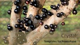  Presentation with tree farm - Slide set enhanced with jaboticaba-tree-with-fruits background and a coral colored foreground