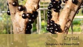  Presentation with tree farm - Beautiful PPT layouts featuring jaboticaba-tree-with-fruits backdrop and a yellow colored foreground