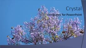  Presentation with displaying - Beautiful PPT layouts featuring jacaranda-tree-in-full-bloom backdrop and a teal colored foreground
