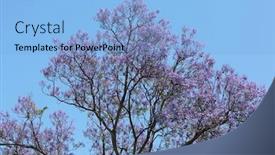  Presentation with lavender flowers - PPT theme with jacaranda-tree-in-full-bloom background and a light blue colored foreground