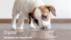  Presentation with dog food - Presentation consisting of jack - dog eating food from bowl background and a gray colored foreground
