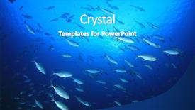  Presentation with nile tilapia fish - Presentation enhanced with jack fish bigeye trevallies background and a light gray colored foreground