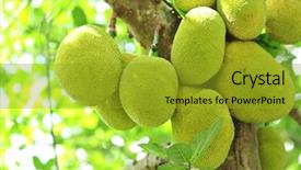  Presentation with jackfruit - Presentation theme consisting of jack fruit - jackfruit on tree background and a gold colored foreground