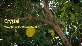  Presentation with fruit tree - Colorful slide deck enhanced with jack fruit growing backdrop and a tawny brown colored foreground