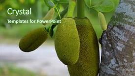  Presentation with fruit - Theme consisting of jack fruit in the garden background and a tawny brown colored foreground