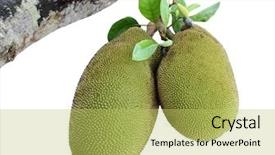  Presentation with jackfruit - Audience pleasing theme consisting of jack fruit on jackfruit tree backdrop and a yellow colored foreground