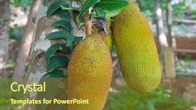  Presentation with fruit - PPT theme consisting of jack-fruit background and a gold colored foreground