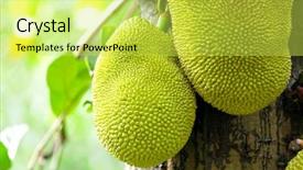  Presentation with fruit - Audience pleasing theme consisting of jack fruits backdrop and a yellow colored foreground