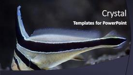  Presentation with marine - PPT theme consisting of jack-knifefish-equetus-lanceolatus-marine background and a dark gray colored foreground
