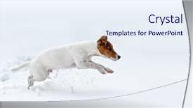  Presentation with snow - Presentation design consisting of jack russel jumping on snow background and a sky blue colored foreground