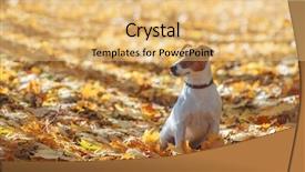  Presentation with hydraulic press bottle jack - Presentation theme having jack russel on autumn alley background and a  colored foreground