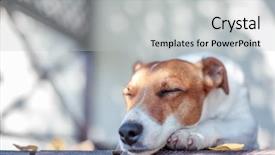  Presentation with dog park animal jack - Audience pleasing slide set consisting of jack russel on autumn porch backdrop and a light gray colored foreground