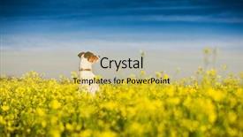  Presentation with flower 3d animation - Cool new PPT layouts with jack russel on flower meadow backdrop and a yellow colored foreground
