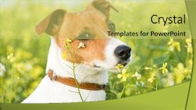  Presentation with meadow - Audience pleasing slides consisting of jack russel on flower meadow backdrop and a yellow colored foreground