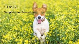  Presentation with meadow - Amazing PPT theme having jack russel on flower meadow backdrop and a yellow colored foreground