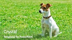  Presentation with green lawn - Beautiful slide set featuring jack russel on green lawn backdrop and a tawny brown colored foreground